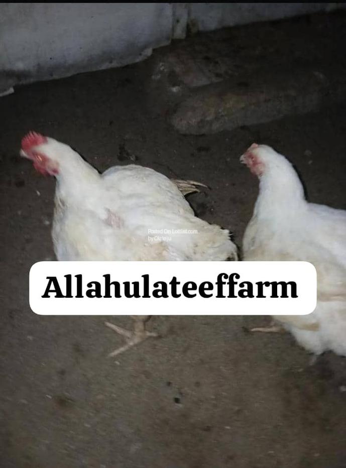 Christmas broilers chicken's 